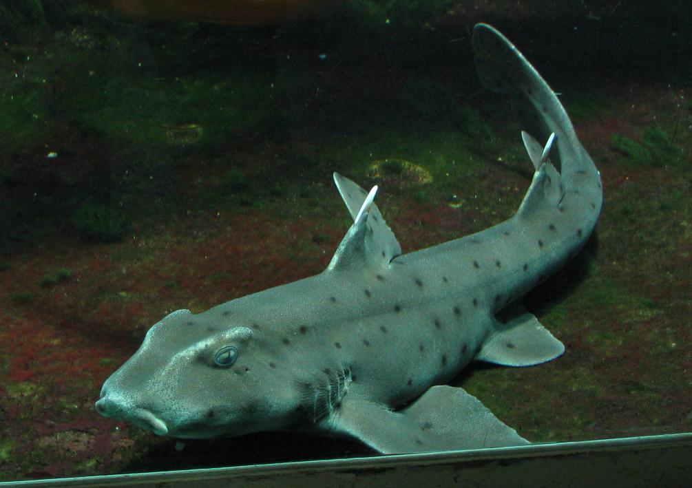 Bullhead shark wallpaper