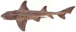 Bullhead shark 