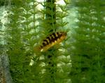 Bumblebee goby in aquarium