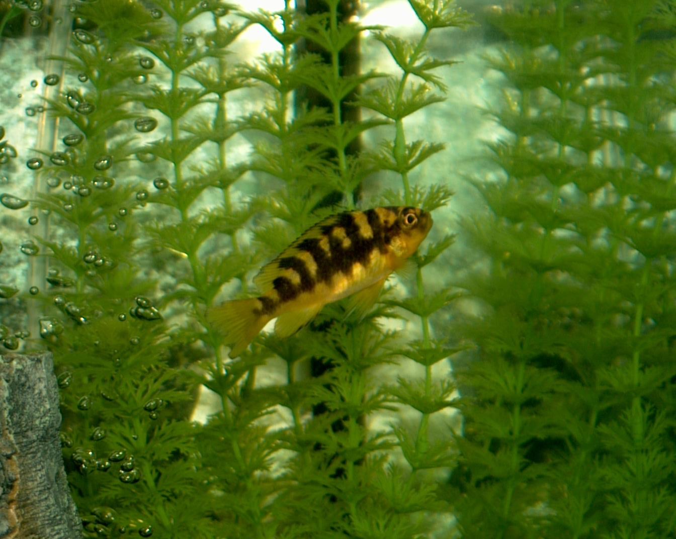 Bumblebee goby in aquarium wallpaper