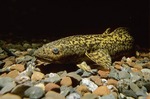 Burbot front view