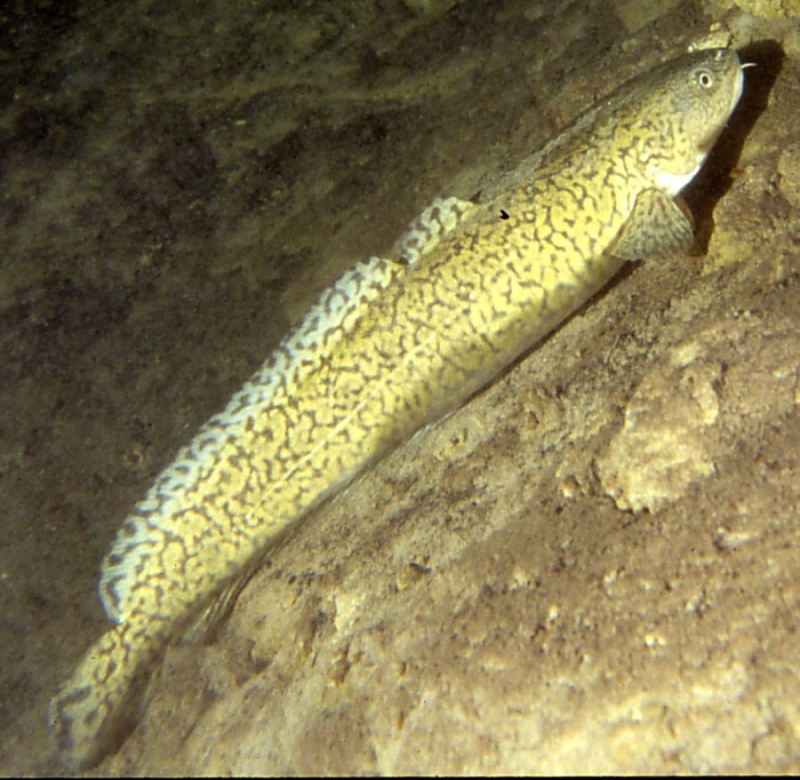 Burbot wallpaper