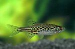 Burma danio