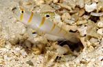 Burrowing goby swims