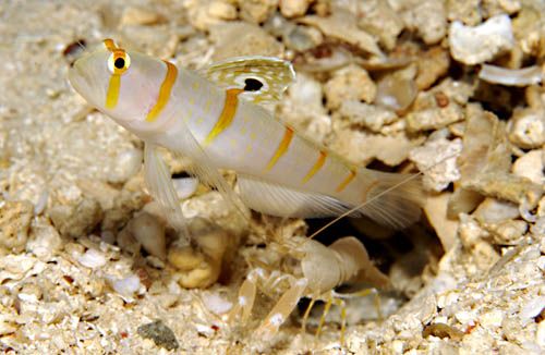 Burrowing goby swims wallpaper