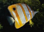 Butterflyfish