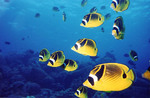 Butterflyfishes in ocean