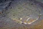 California halibut in the sand