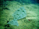 California halibut invisible 