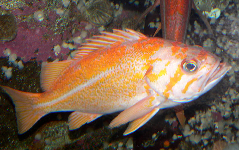 Canary rockfish wallpaper