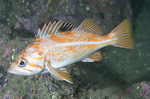 Canary rockfish swims