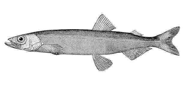 Capelin wallpaper