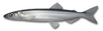 Capelin