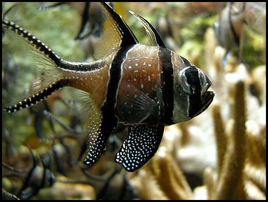 Cardinalfish wallpaper