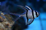 Cardinalfish