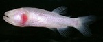 Cavefish