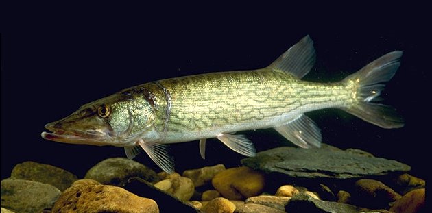 Chain pickerel wallpaper