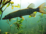 Chain pickerel swims