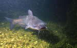 Channel catfish