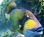 Charming Triggerfish