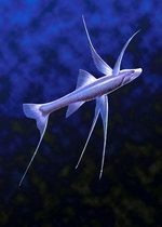 Charming Tripod fish