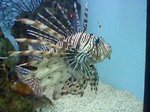 Charming Zebra turkeyfish