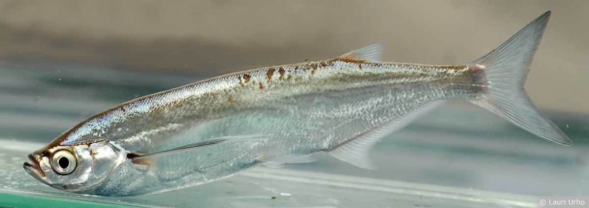 Очаровательная рыба породы Чехонь фото
