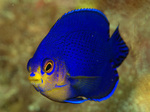 Blue cherubfish