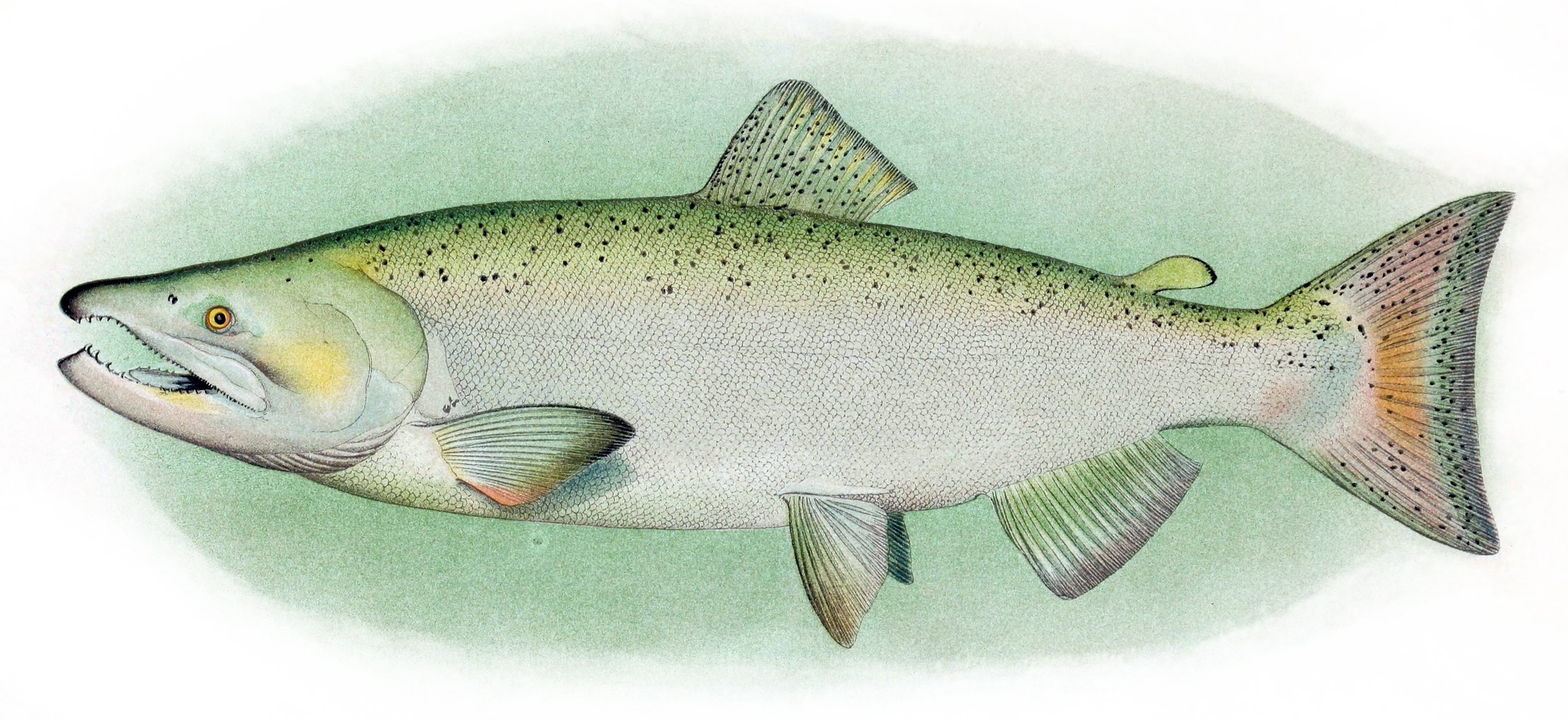 Chinook salmon wallpaper