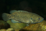 Climbing gourami swims