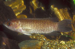 Climbing perch in the rocks