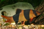 Сlown loach in bottom 