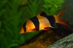 Сlown loach swims