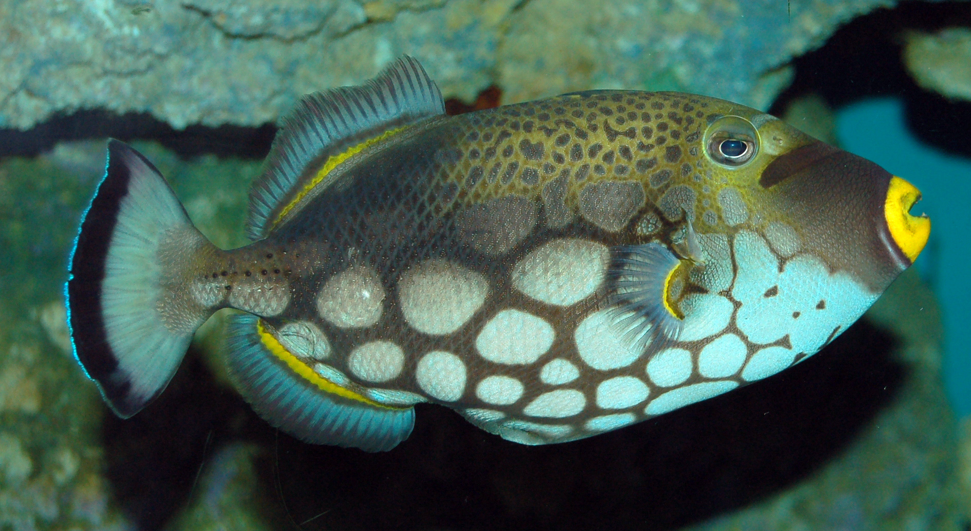 Clown triggerfish wallpaper