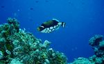 Clown triggerfish swims