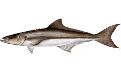 Cobia wallpaper