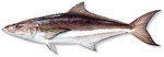 Cobia