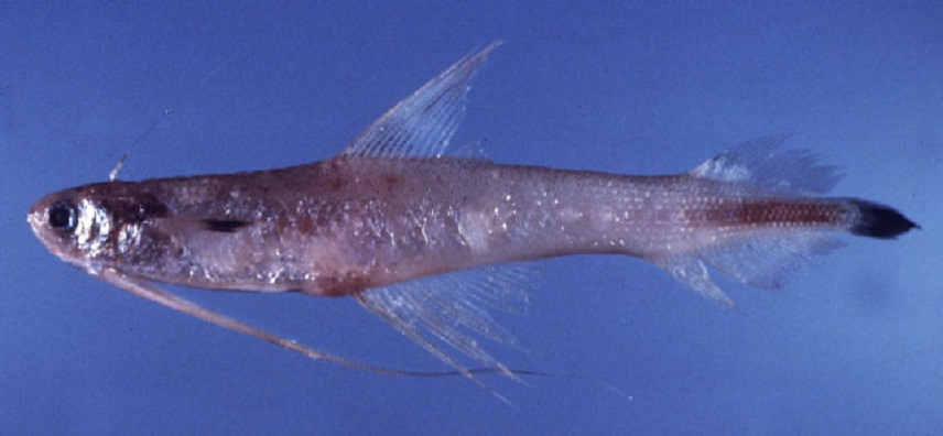 Рыба породы Брегмацер фото