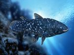 Coelacanth in water