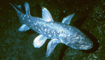 Coelacanth on the bottom