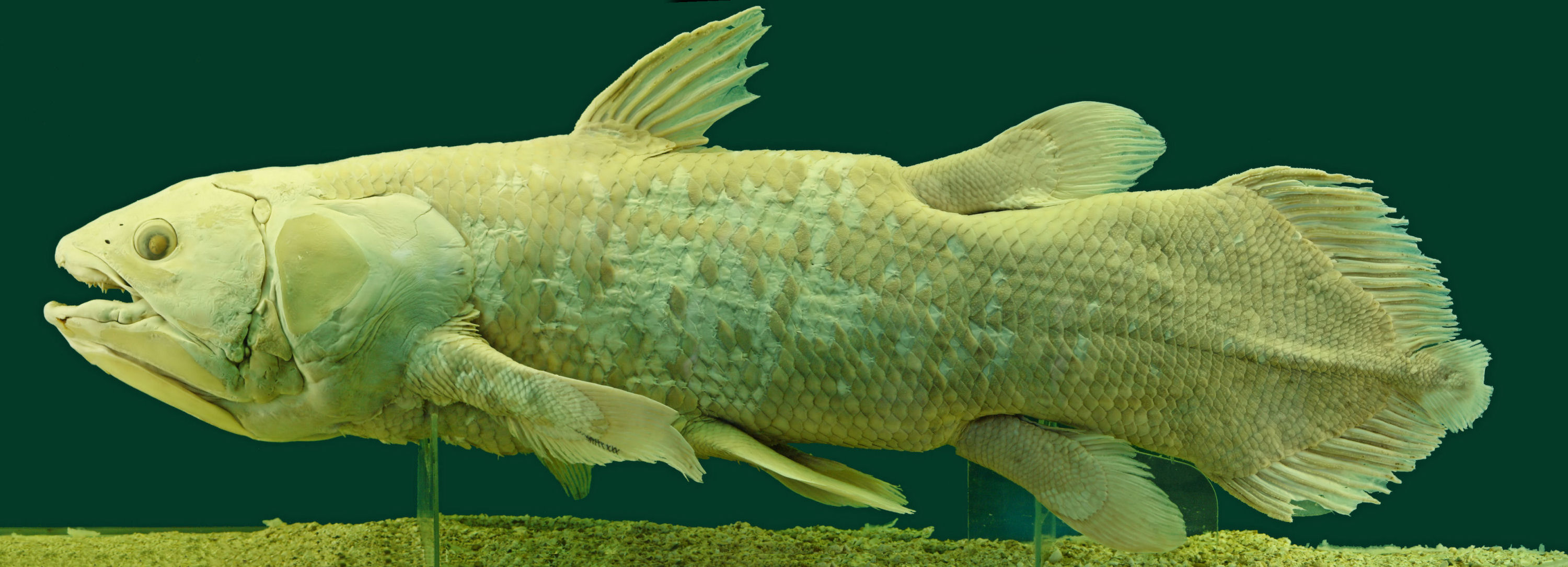 Coelacanth wallpaper