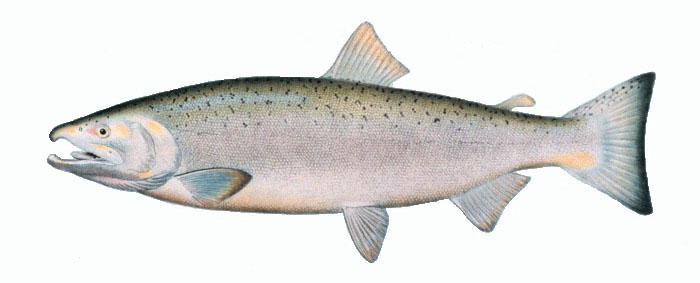 Coho salmon wallpaper