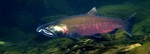 Coho salmon