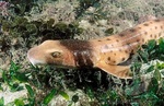 Collared carpetshark