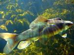 Colorado squawfish