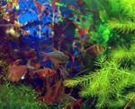 Colorful Tetras