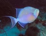 Colorful Triggerfish