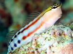 Colorful Triplefin blenny