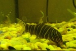 Colorful Zebra loach