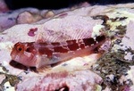 Combtooth blenny on a bottom